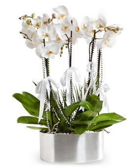 Be dall metal saksda beyaz orkide  Sinop hediye iek yolla 