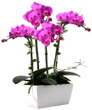 Seramik vazo ierisinde 4 dall mor orkide  Sinop internetten iek sat 