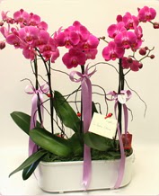 Beyaz seramik ierisinde 4 dall orkide  Sinop internetten iek siparii 