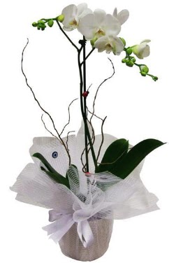 Tek dall beyaz orkide  Sinop iek online iek siparii 