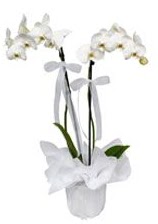 2 dall beyaz orkide  Sinop iek yolla 