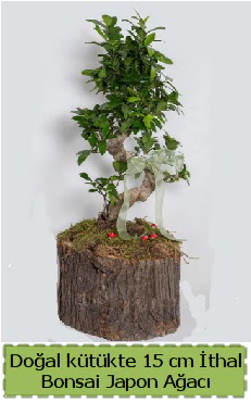Doal ktkte thal bonsai japon aac  Sinop ieki maazas 