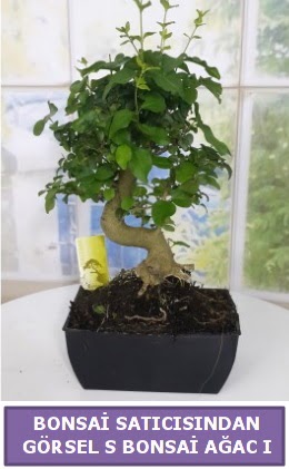 S dal erilii bonsai japon aac  Sinop internetten iek sat 