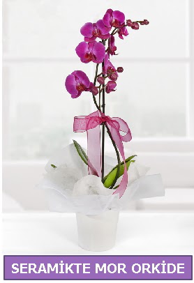 Seramik içerisinde birinci kalite tek dallı mor orkide  Sinop çiçek , çiçekçi , çiçekçilik 