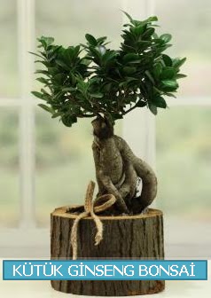 Ktk aa ierisinde ginseng bonsai  Sinop ucuz iek gnder 