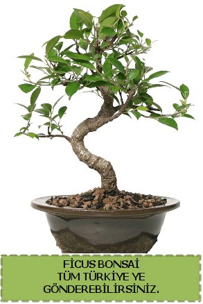 Ficus bonsai  Sinop ucuz iek gnder 