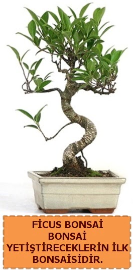 Ficus bonsai 15 ile 25 cm arasndadr  Sinop hediye iek yolla 