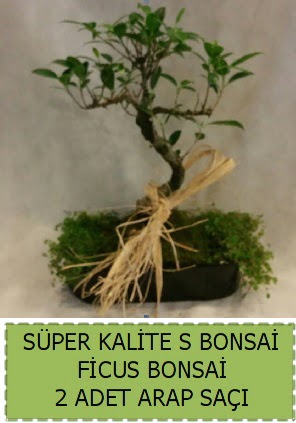 Ficus S Bonsai ve arap saçı  Sinop çiçek siparişi sitesi 