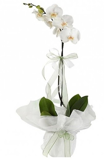 Tekli Beyaz Orkide  Sinop iek siparii vermek 