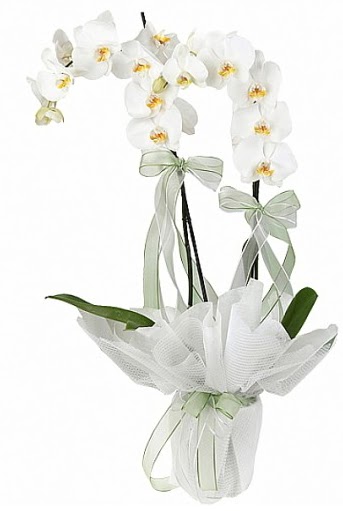 ift Dall Beyaz Orkide  Sinop gvenli kaliteli hzl iek 