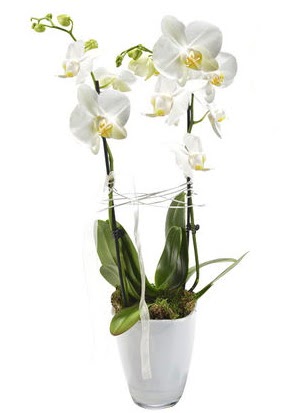 2 dall beyaz seramik beyaz orkide sakss  Sinop ucuz iek gnder 
