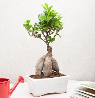 Exotic Ficus Bonsai ginseng  Sinop iek yolla , iek gnder , ieki  