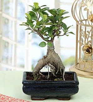 Appealing Ficus Ginseng Bonsai  Sinop gvenli kaliteli hzl iek 