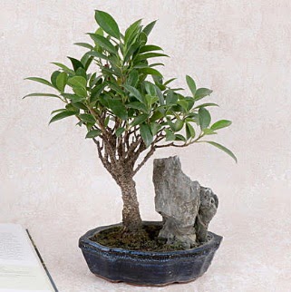 Japon aac Evergreen Ficus Bonsai  Sinop ucuz iek gnder 