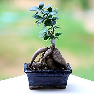 Marvellous Ficus Microcarpa ginseng bonsai  Sinop anneler gn iek yolla 