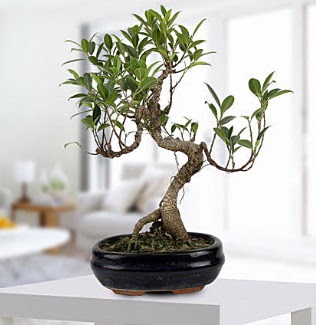 Gorgeous Ficus S shaped japon bonsai  Sinop iek gnderme 