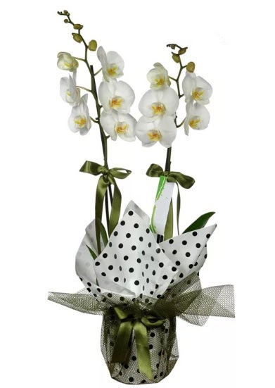 ift Dall Beyaz Orkide  Sinop kaliteli taze ve ucuz iekler 