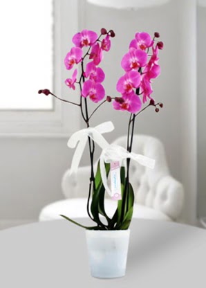 Çift dallı mor orkide  Sinop uluslararası çiçek gönderme 