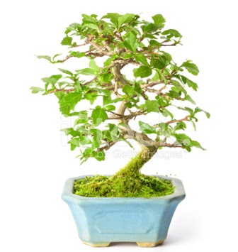 S zerkova bonsai ksa sreliine  Sinop iek , ieki , iekilik 
