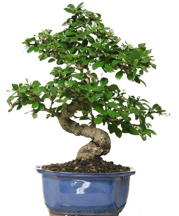 21 ile 25 cm arası özel S bonsai japon ağacı  Sinop çiçek siparişi sitesi 