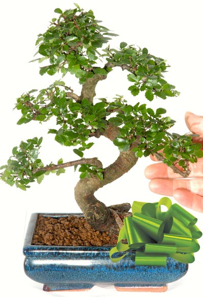 Yaklak 25 cm boyutlarnda S bonsai  Sinop cicek , cicekci 