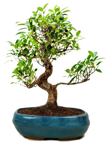 25 cm ile 30 cm aralığında Ficus S bonsai  Sinop ucuz çiçek gönder 