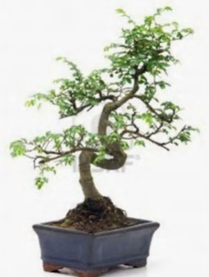 S gvde bonsai minyatr aa japon aac  Sinop internetten iek sat 