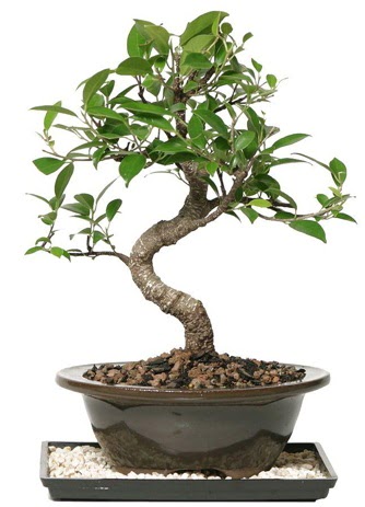 Altn kalite Ficus S bonsai  Sinop iek siparii sitesi  Sper Kalite