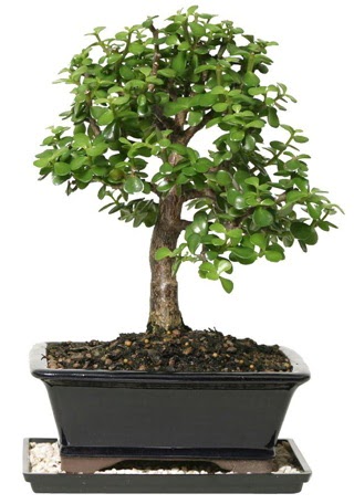 15 cm civar Zerkova bonsai bitkisi  Sinop cicek , cicekci 