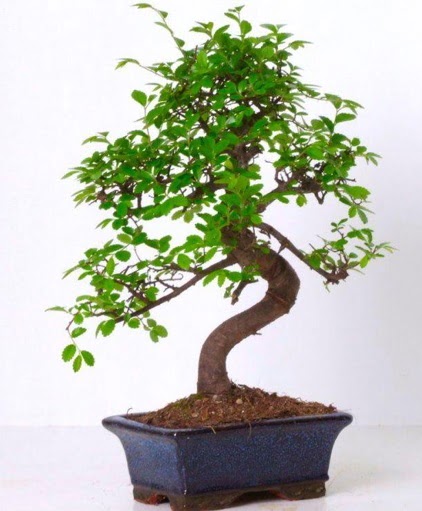 S gvdeli bonsai minyatr aa japon aac  Sinop ucuz iek gnder 