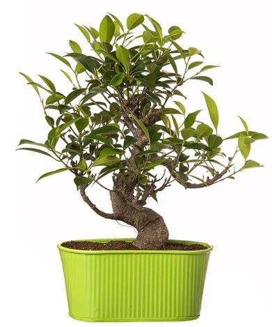 Ficus S gövdeli muhteşem bonsai  Sinop cicek , cicekci 