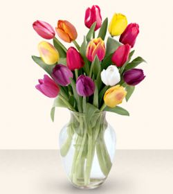  Sinop uluslararası çiçek gönderme  13 adet cam yada mika vazoda laleler