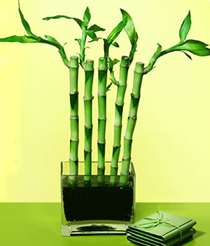  Sinop kaliteli taze ve ucuz iekler  Good Harmony Lucky Bamboo