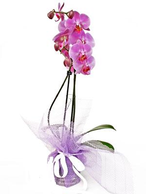  Sinop güvenli kaliteli hızlı çiçek  Kaliteli ithal saksida orkide