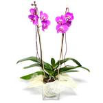  Sinop internetten çiçek satışı  Cam yada mika vazo içerisinde  1 kök orkide