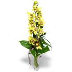  Sinop çiçek , çiçekçi , çiçekçilik  cam vazo içerisinde tek dal canli orkide