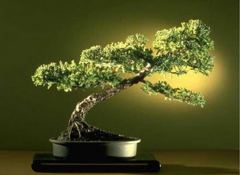 ithal bonsai saksi çiçegi  Sinop online çiçek gönderme sipariş 