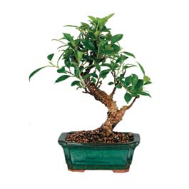  Sinop cicek , cicekci  ithal bonsai saksi iegi  Sinop online ieki , iek siparii 