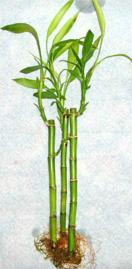 Lucky Bamboo 3 adet vazo hediye edilir   Sinop iek online iek siparii 