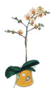  Sinop hediye sevgilime hediye çiçek  Phalaenopsis Orkide ithal kalite