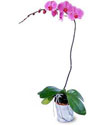  Sinop çiçek servisi , çiçekçi adresleri  Orkide ithal kaliteli orkide 