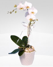 1 dallı orkide saksı çiçeği  Sinop çiçekçi telefonları 