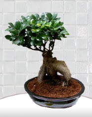 saksı çiçeği japon ağacı bonsai  Sinop çiçek gönderme sitemiz güvenlidir 