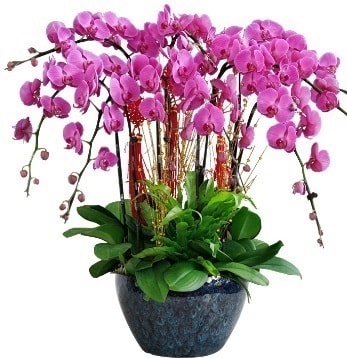 9 dallı mor orkide  Sinop kaliteli taze ve ucuz çiçekler 