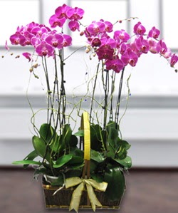 4 dallı mor orkide  Sinop çiçek yolla 