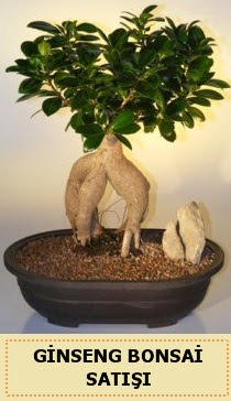 İthal Ginseng bonsai satışı japon ağacı  Sinop cicek , cicekci 
