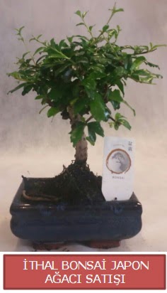 İthal küçük boy minyatür bonsai ağaç bitkisi  Sinop çiçek siparişi sitesi 