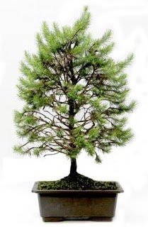 *** STOKTA YOK - Çam ağacı bonsai bitkisi satışı  Sinop çiçek servisi , çiçekçi adresleri 