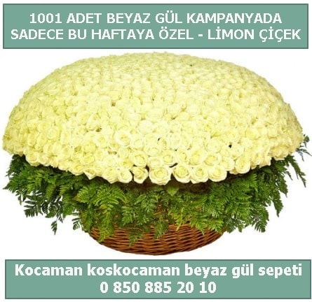 1001 adet beyaz gül sepeti özel kampanyada  Sinop ucuz çiçek gönder 