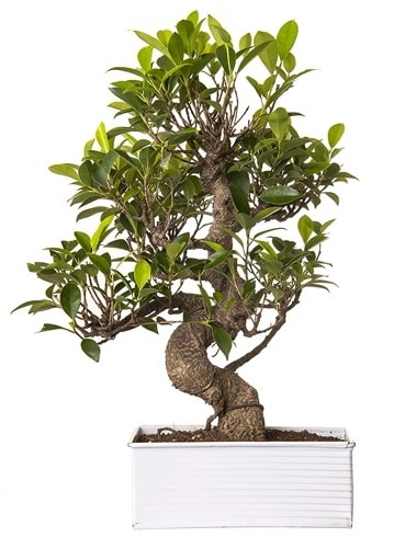 Exotic Green S Gövde 6 Year Ficus Bonsai  Sinop ucuz çiçek gönder 
